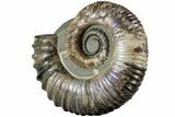 Purple Iridescent Ammonite (Proaustraliceras) Fossil - Russia #228163-3